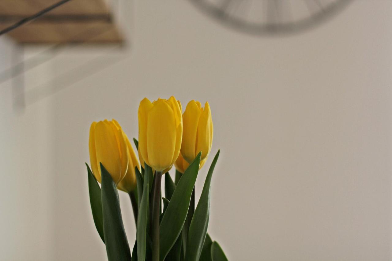 Cozy Dreams Apartment Zadar Bagian luar foto